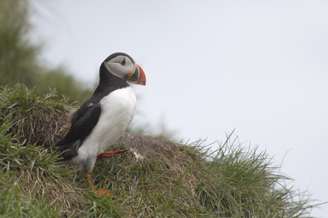 2011-07-04_14-54-06 island.jpg - Papageientaucher am Vogelfelsen bei Hfn